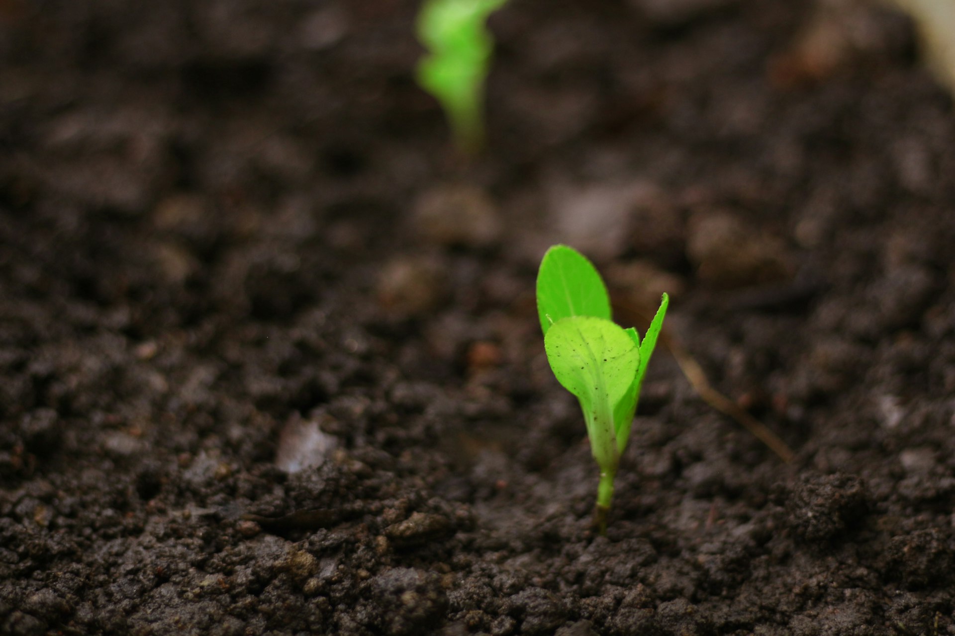 a close up of a small green plant in dirt